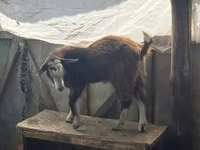 عنزة, LaMancha goats — الصورة 4