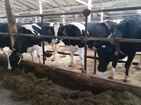 بقرة, Swiss cattle — الصورة 1