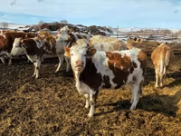 Vaca, Aberdeen-Angus — foto 6