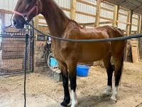 பெண் குதிரை, Dutch warmblood horse — புகைப்படம் 4