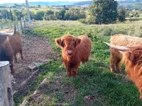 Kuh, Highland — Foto 2
