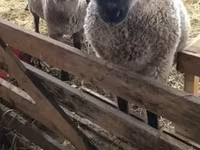 Schaf, Blackheaded Persian sheep — Foto 1