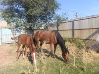 घोड़ी, Thoroughbred horse — फ़ोटो 4