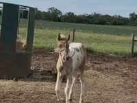 Kobyła, Pinto horses — zdjęcie 8