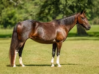 Kısrak, American paint horse — foto 1