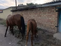 Kobyła, Thoroughbred horse — zdjęcie 4
