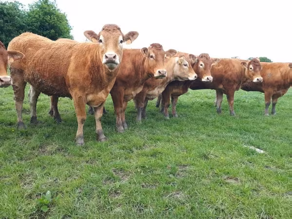 Limousin cow