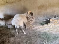 Bélier, Rhon sheep — photo 3