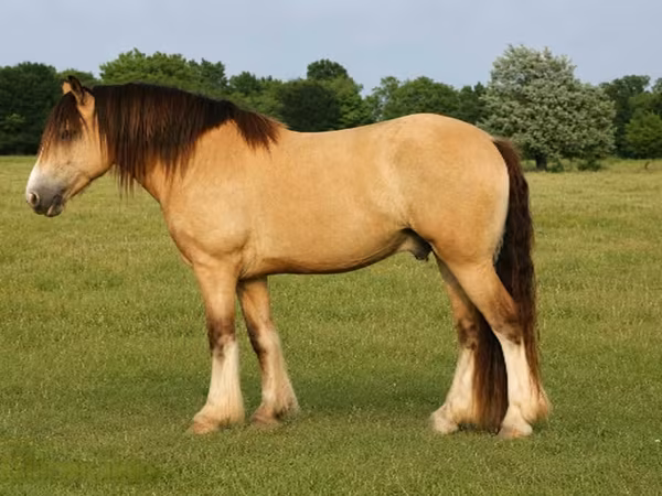 Hengst, Gypsy horse