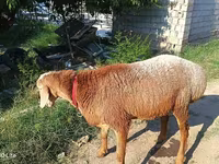 Koç, Agin sheep — foto 2