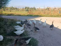 Geese — புகைப்படம் 3