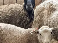 كبش, Katum sheep — الصورة 8