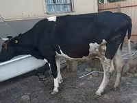 गाय, गोलस्टीन नस्ल — फ़ोटो 2
