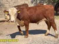 Bull, Red Belarusian cow — photo 3