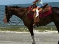 Stute, American paint horse — Foto 7