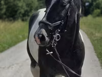 Stute, Horse breed — Foto 3