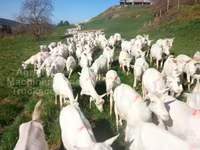 Koza, Saanen goat — zdjęcie 2