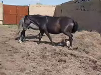Kısrak, Horse breed — foto 3