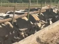 Kuh, Holstein-Rasse — Foto 2