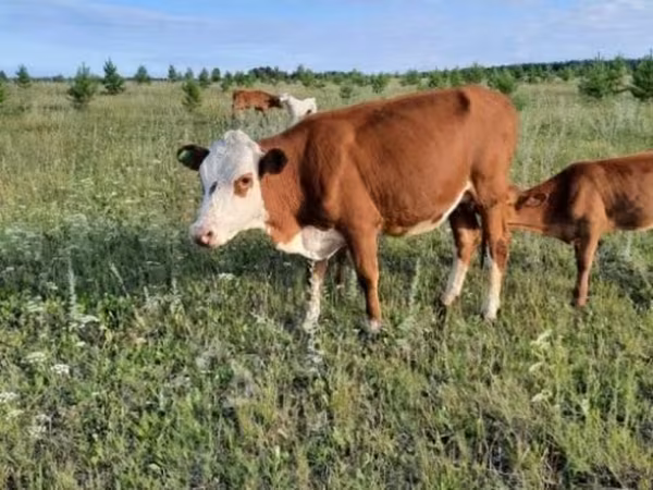 Cow, Hereford