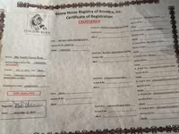 Kısrak, Atlar — foto 5