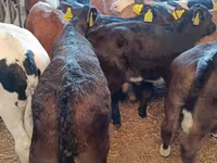 Vaca, Vaca Limousin — foto 3