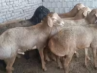 Ram, Edilbay sheep — photo 1