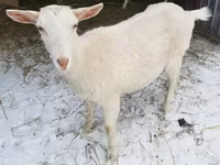 Chèvre, Saanen goat — photo 2
