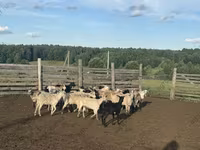 Ram, Edilbay sheep — photo 2
