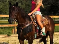 Kısrak, Quarter Horse — foto 8