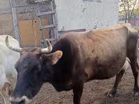 Vache, Race Alatauskaya — photo 2