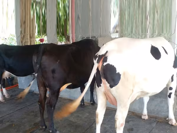 Vache, Buffle