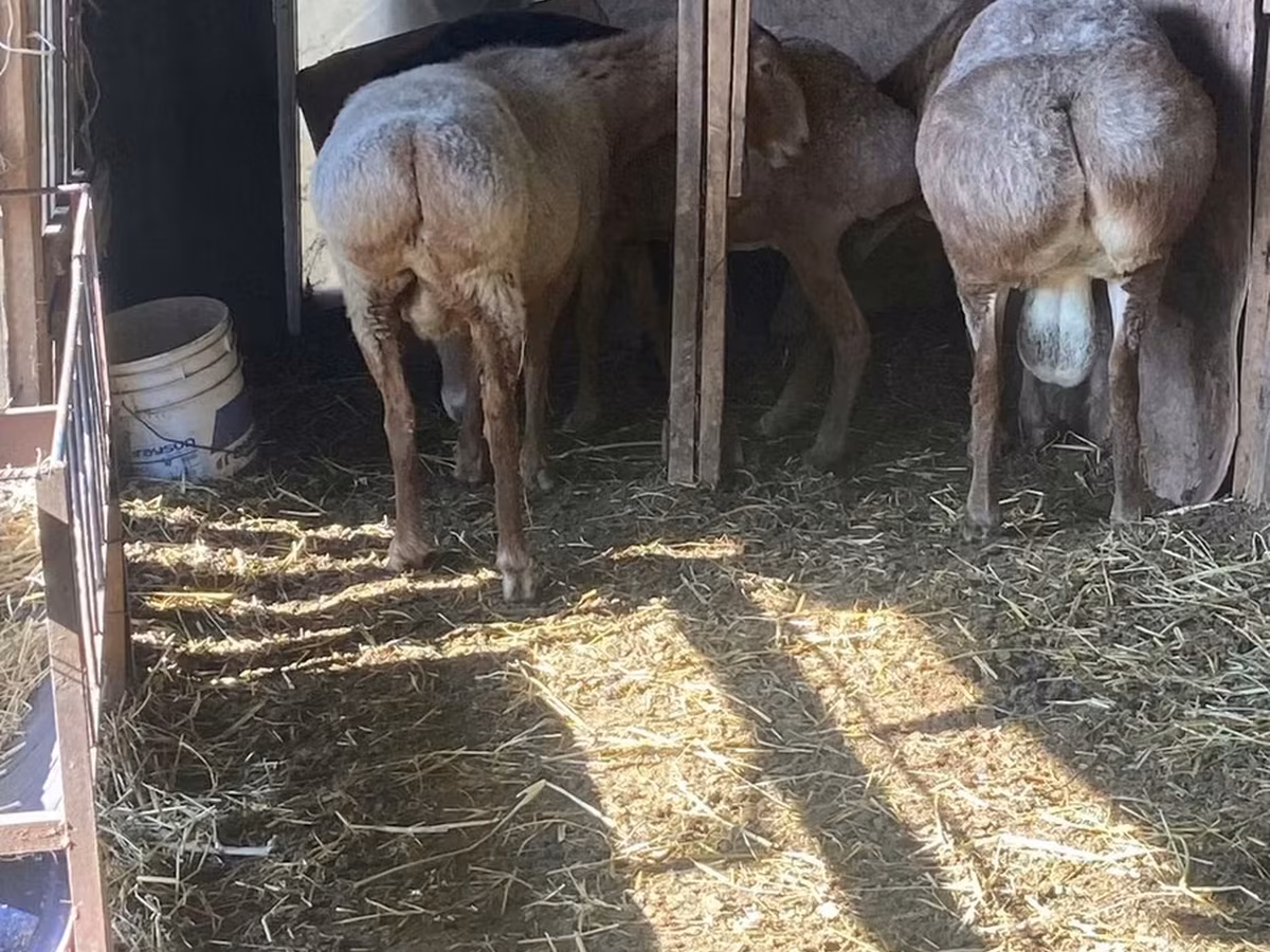 Arashan sheep