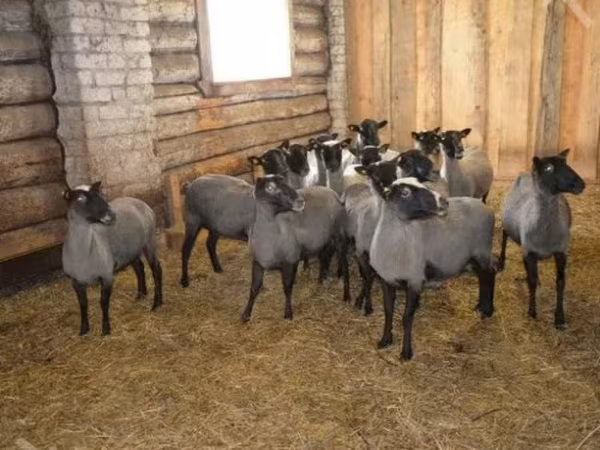 Baran, Romanov sheep