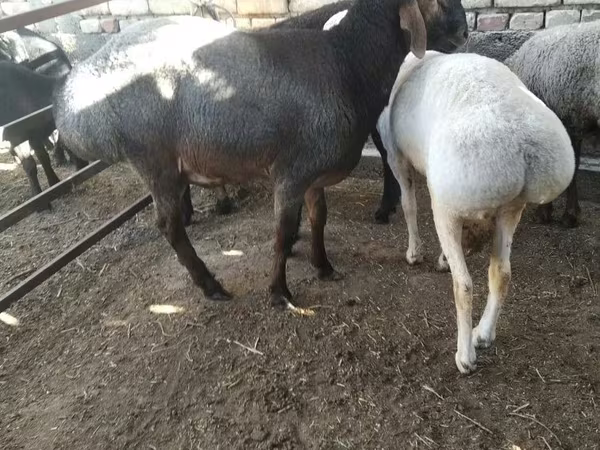 雄羊, 羊