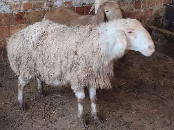 भेड़, West-Siberian mutton sheep