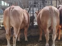 Toro, Vaca Limousin — foto 3