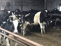 ثور, Russian Black pied cattle — الصورة 4