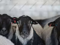 نعجة, Kuibyshev sheep — الصورة 4