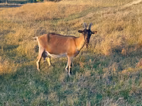 عنزة, Alpine goat — الصورة 2