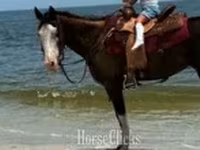 Stute, American paint horse — Foto 6