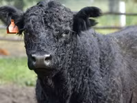 Kuh, Swiss cattle — Foto 7