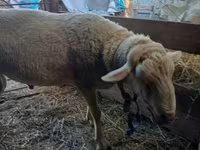 Widder, Lacaune sheep — Foto 1