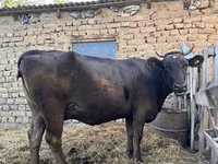 பசு, Swiss cattle — புகைப்படம் 2