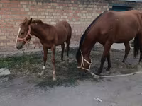 Kobyła, Thoroughbred horse — zdjęcie 2