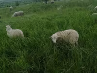 Ram, Edilbay sheep — photo 5
