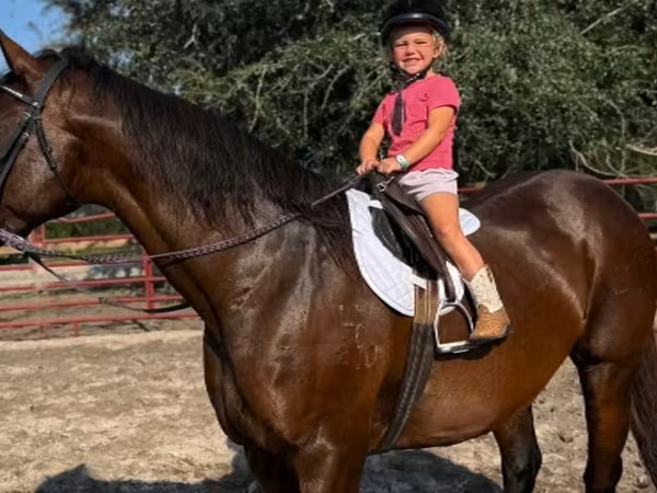 Stute, Quarter Horse