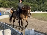 Cheval, Rocky Mountain Horse — photo 4