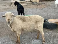 Baran, Hampshire sheep — zdjęcie 7
