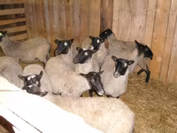 نعجة, Romanov sheep — الصورة 1